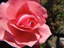 Rose Flower Detail pink