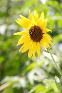 Close-up of the beautiful yellow flower with brown core