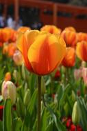 orange Tulips field in garden