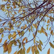 Red Leaves Autumn Blue