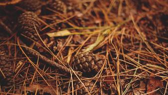 Pine Cones Woods Ground