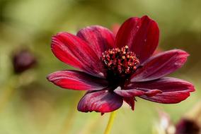 Chocolate Flower Autumn