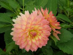 pink Dahlia Flower green background