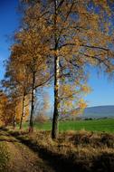 Autumn trees in park landscape