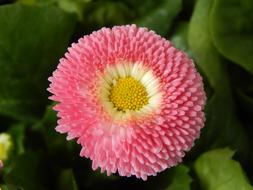 Pink Flower plant at spring