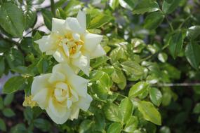 Beautiful, blossoming, white and yellow rose flowers with green leaves