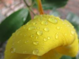 Flower Yellow and water Drops