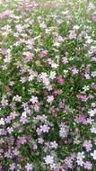 Garden Flowers pink green leaf