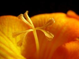 macro photo of freesia stamens