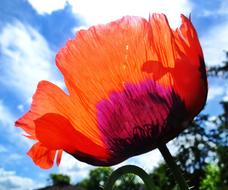 Poppy Flower Red close-up on a sunny day