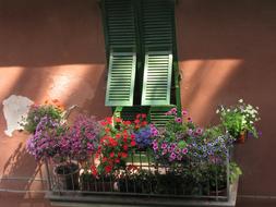 Floral Windows