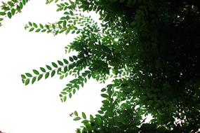 Leaf Tree green