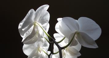 beauty Orchid Flower white