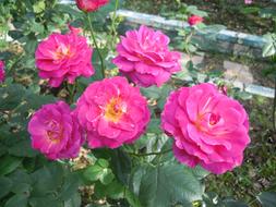 Rose Purple