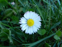 white Daisy Flower in green grass