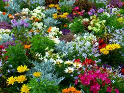 Flowers of different colors sprinkled in the garden