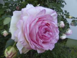 Pink Rose Bloom at garden