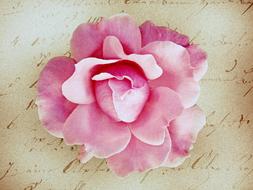 Pink Rose at handwriting, digital art