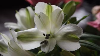 Lily Flower White green