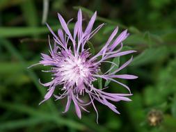 Meadow Purple Flower green background