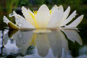 Water Lily Nuphar water