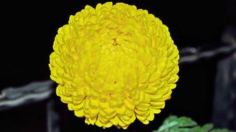 Chrysanthemum Flower in the dark garden close-up