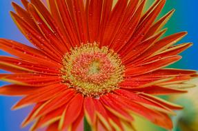 wondrous Gerbera Blossom