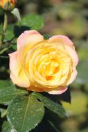 Rose Flower at garden