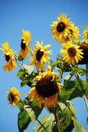 Sunflowers blue sky