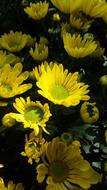 bush with yellow flowers close up