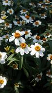 Garden white flowers