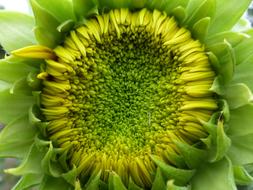 Sunflower Blooming Budding at Summer