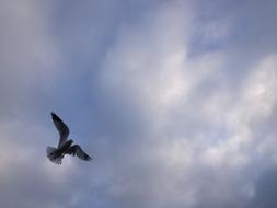 Seagull Sky Clouds