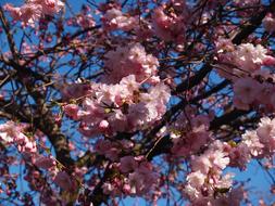 Cherry Blossom Spring Himmel