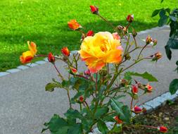 Beautiful, yellow, orange and red, gradient rose flowers on the wayside