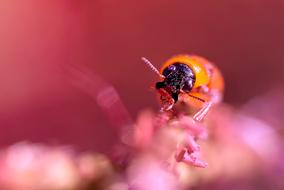 Closeup of a ladybug on a plant