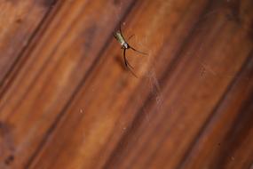 Spider Web