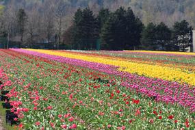 Fields of the beautiful and colorful tulip flowers on the farm in Canada, near the trees