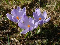 Beautiful, violet and orange crocus flowers, among the colorful grass