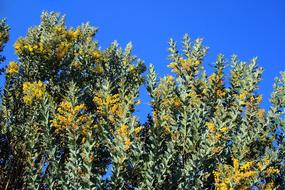 Acacia Tree