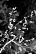 Tree Branches monochrome photo