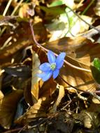 Hepatica Flower Blossom in a blurred background