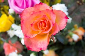 garden Rose red Flower