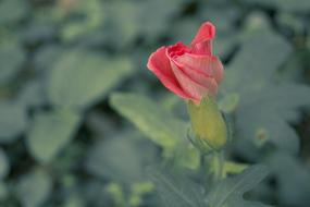 isolated pink japanese flower