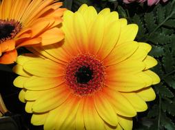 Flower Gerbera Daisy red orange