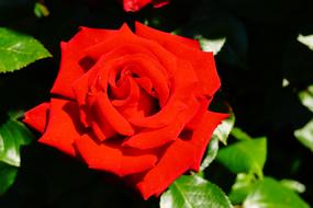 bright red Rose Flowering in garden