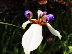 exotic spring flower