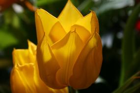 Tulip Flower Yellow in the garden on a blurred background