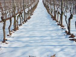 Vineyard In Winter Vine