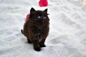 Kitten Funny